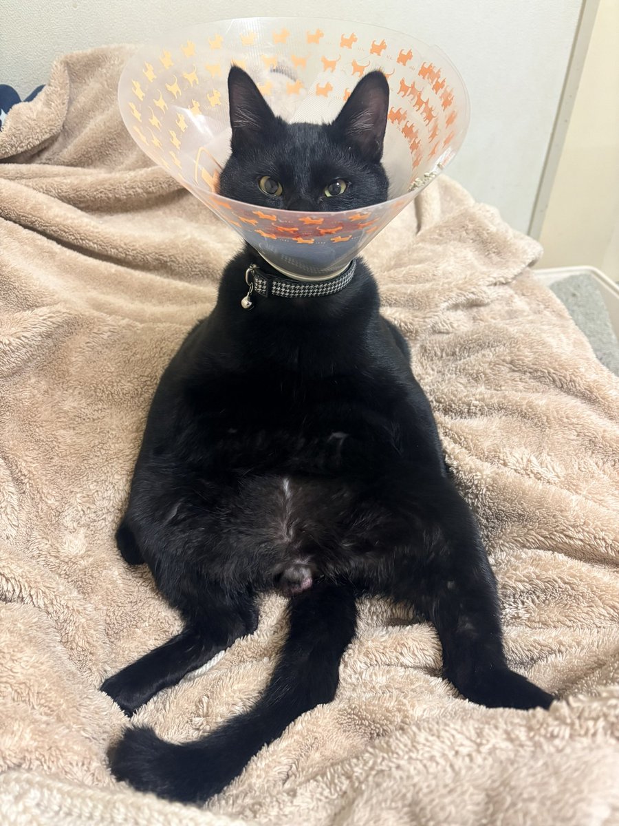 昨日面白かったからこっちにも載せるー