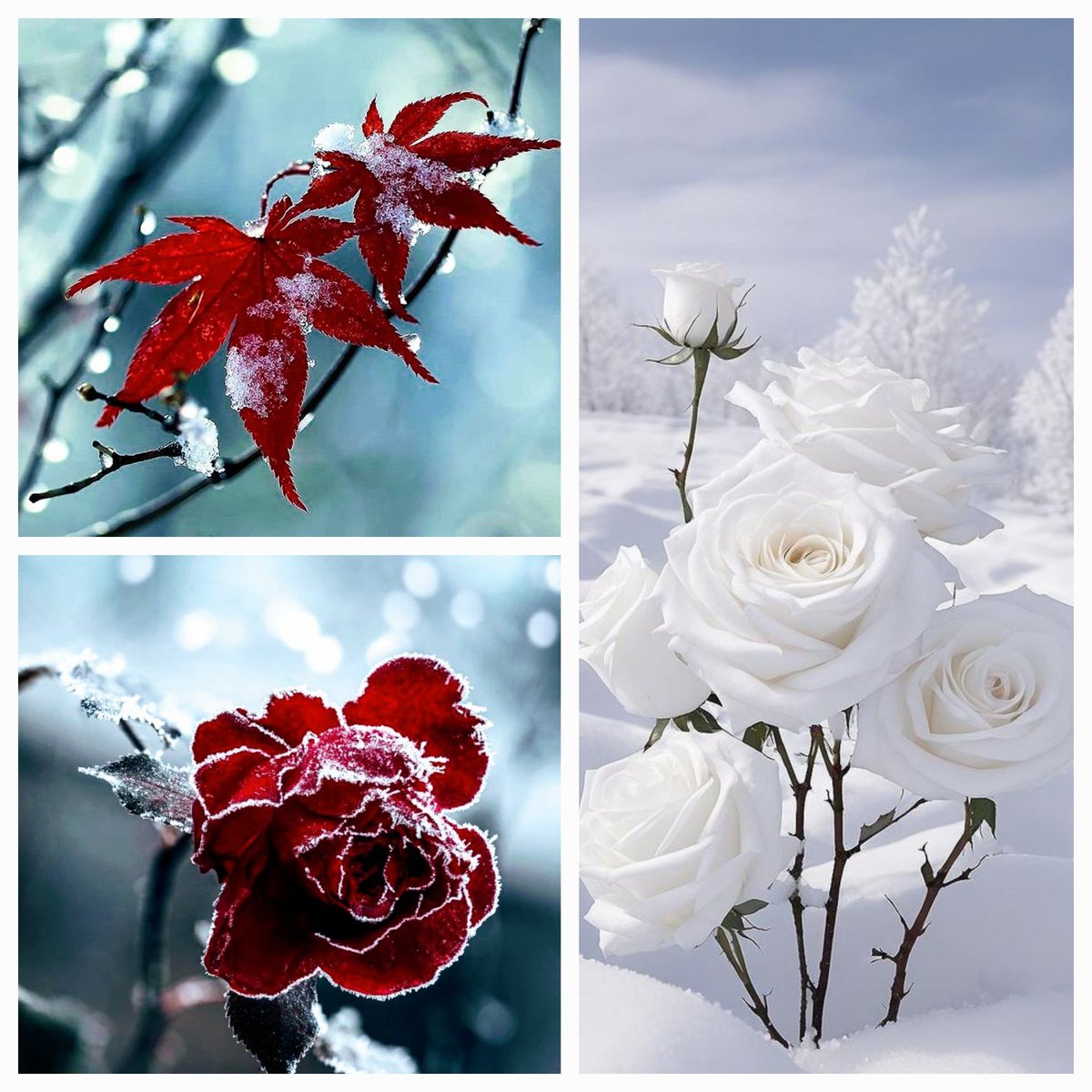 hanmosan's tweet image. &amp;lt;Because God examines our hearts, it is most important to keep our hearts pure.&amp;gt;

★Blessed are the pure in heart: for they shall see God.

(Matthew 5 : 8) 🙏
#PureInHeart