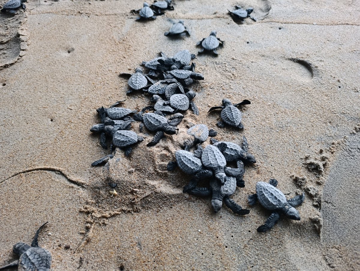 Tube Awú Ebodje tweet media