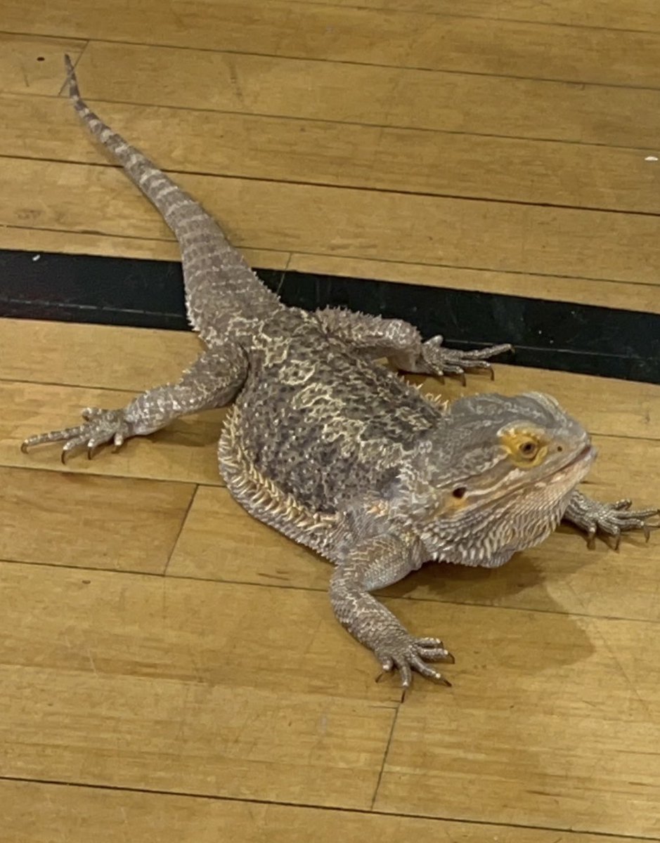 TheraErickson's tweet image. 🧪🥼Science 🧬 Expo Spirit Week began as a SUCCESS‼️ PreK through 5th Grade experienced reptiles 🐍🕷️🐢 today with Uncle Tony’s Reptiles.  WOW!  They loved this hands-on learning experience.  #ScienceFun #StudentExperiences #LearningCommunity #OriginalOwls @uncletonysreptiles