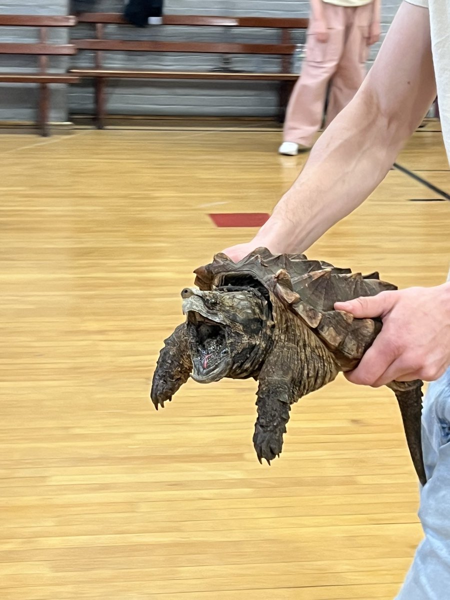 TheraErickson's tweet image. 🧪🥼Science 🧬 Expo Spirit Week began as a SUCCESS‼️ PreK through 5th Grade experienced reptiles 🐍🕷️🐢 today with Uncle Tony’s Reptiles.  WOW!  They loved this hands-on learning experience.  #ScienceFun #StudentExperiences #LearningCommunity #OriginalOwls @uncletonysreptiles