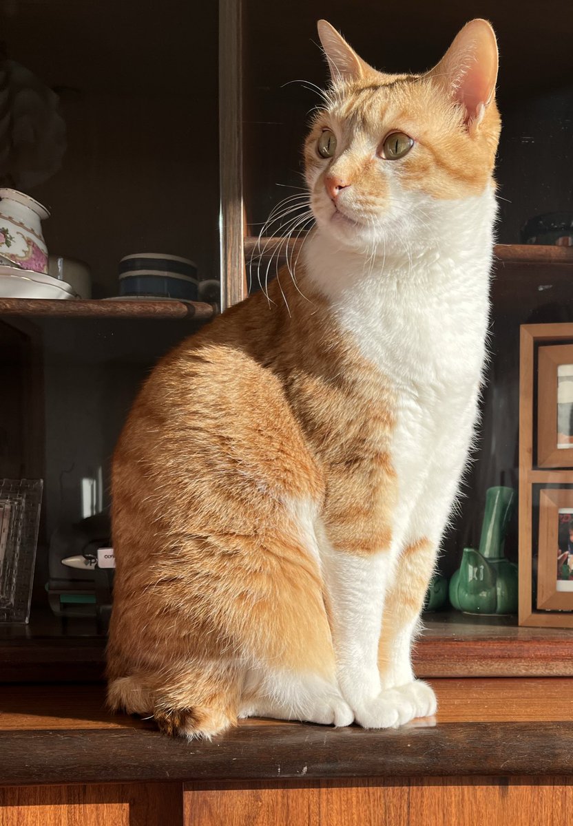 うちの超かわいい猫ちゃん🧡