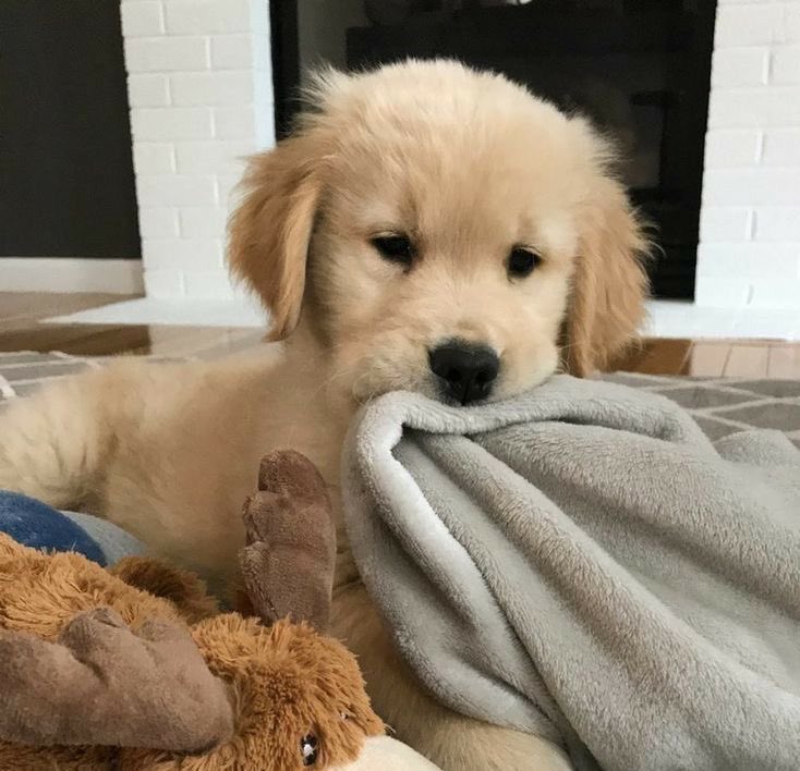 pup ⭐️ tweet media