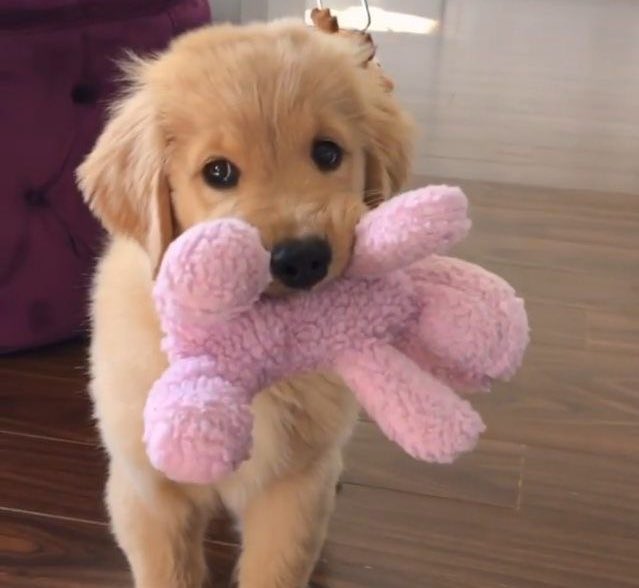 pup ⭐️ tweet media