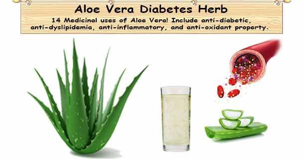 healthyojas's tweet photo. Diabetes Herb Aloe Vera helps control blood sugar, A1C Levels & Limit diabetes complication - https://t.co/Bt0SrjJZ7q #Herbs #Diabetes #AloeVera #Complication https://t.co/tHF0HcsDLi