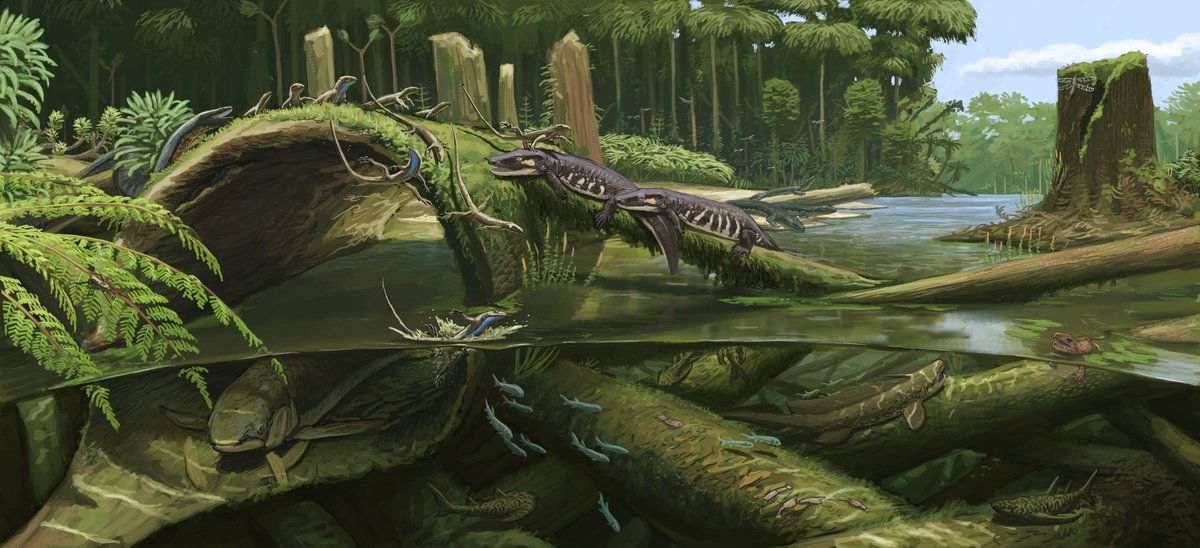 JoschuaKnuppe's tweet photo. Result from the Joggins Formation #paleostream! This Canadian site is an absolute classic and even if you are not familiar with its name you probably know at least one of its major players... https://t.co/rPk4O9iGTQ