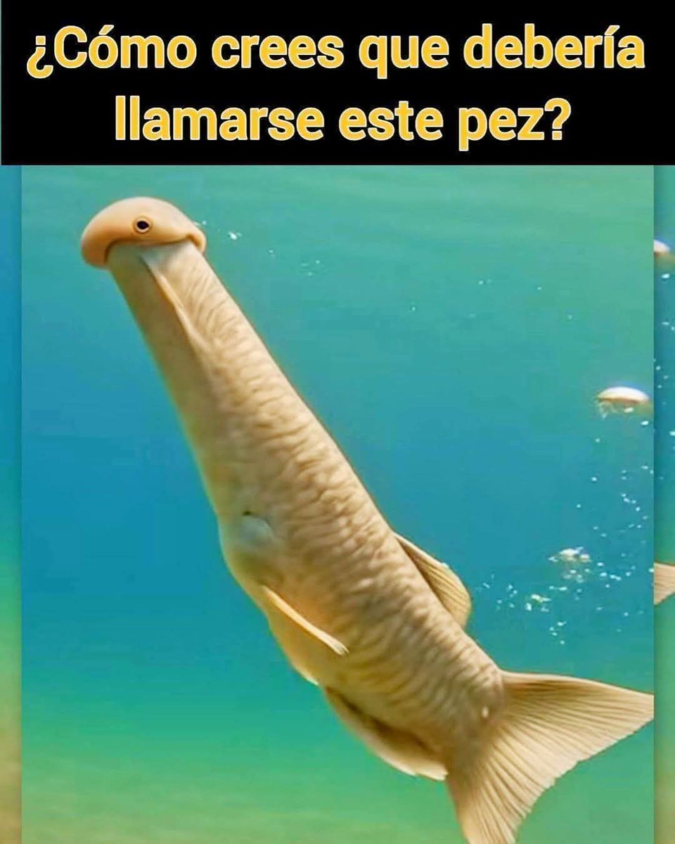 Diego Royet tweet media