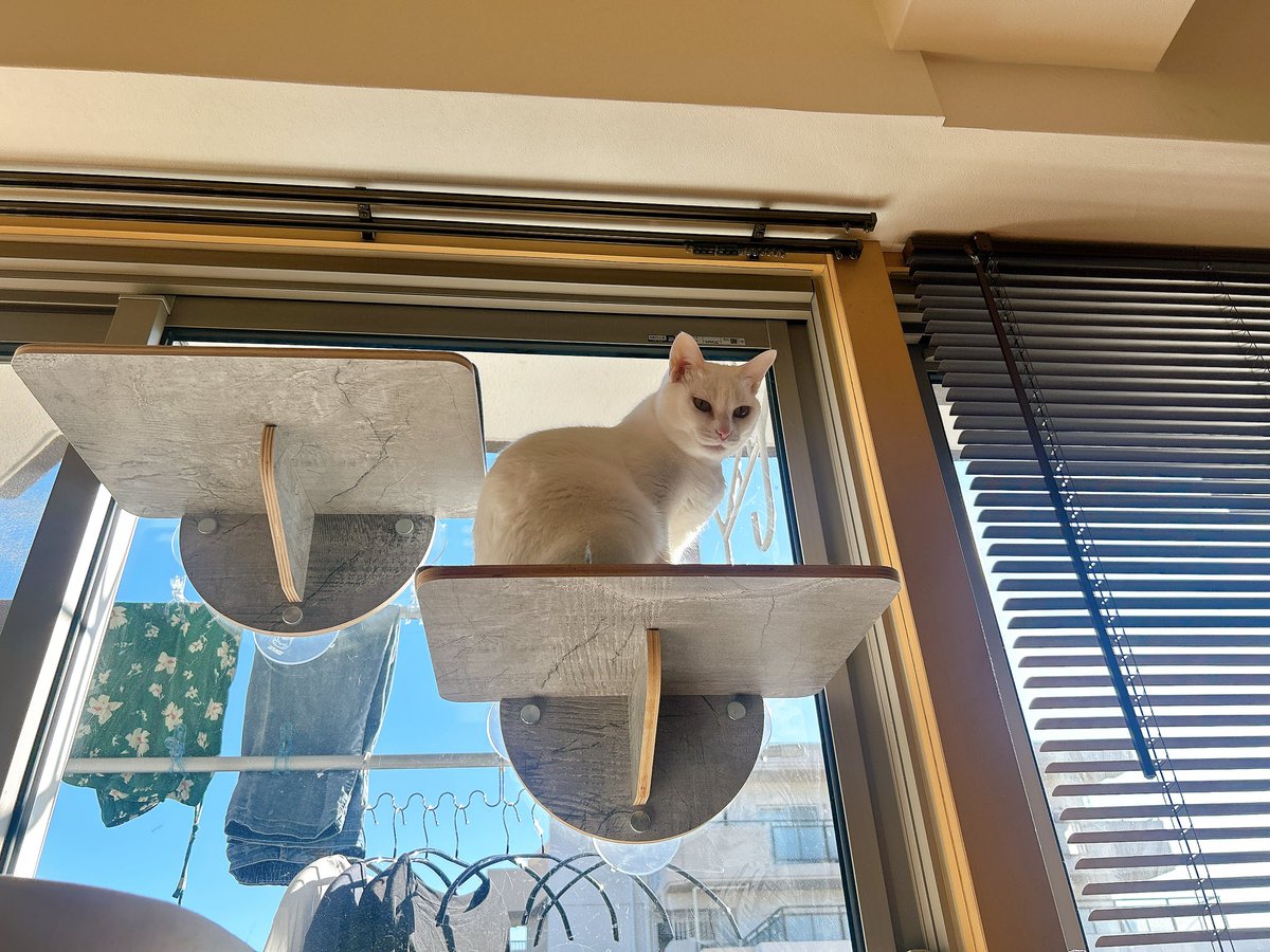 なぬんこ (@neco_chan_666) / Posts / X