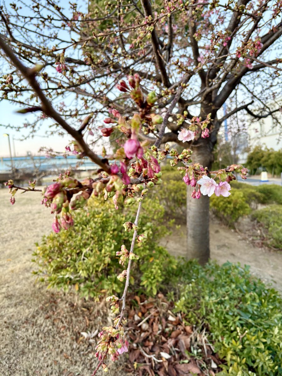 RinkoSaito's tweet photo. おはようございます🌞
２月３日。
今日は節分ですね。👹
私も『りんともシスターズ』として冨岡八幡宮の「節分祭豆撒き式」に参列しますのでお時間に余裕がありましたら福をもらいに来てくださいね。

今朝のお散歩で見かけた桜と水仙です。
少しずつ春の近づきを感じます。。🌸🌸🌸 https://t.co/nbpnvERr0O