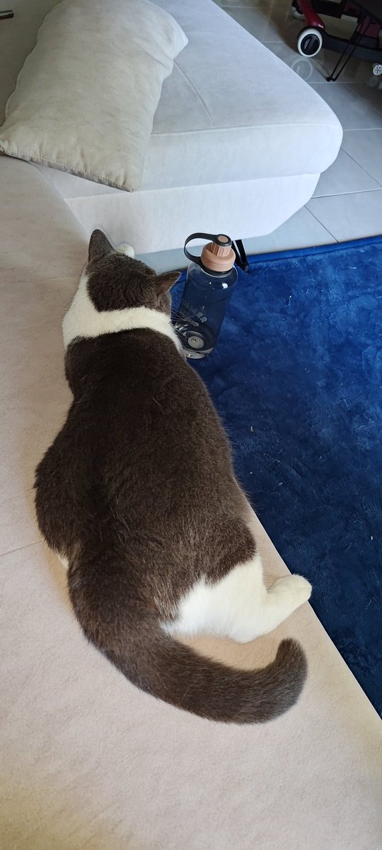 Security guard for hire!!!,Monthly only 3 box of freeze chic breast,a box of catgrass and a bag of royal canin