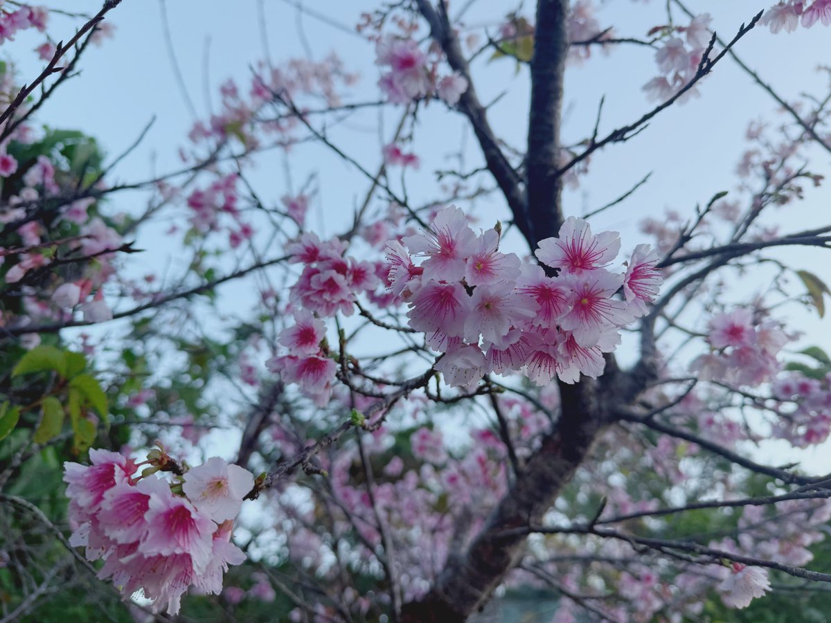 【開館しました！】
2週間の蔵書点検を終え、本日から開館しています！
企画展示もたくさん！
気になる本がいっぱい！！
坂の途中の桜も満開！！！
みなさまのご利用お待ちしています＼(^o^)／