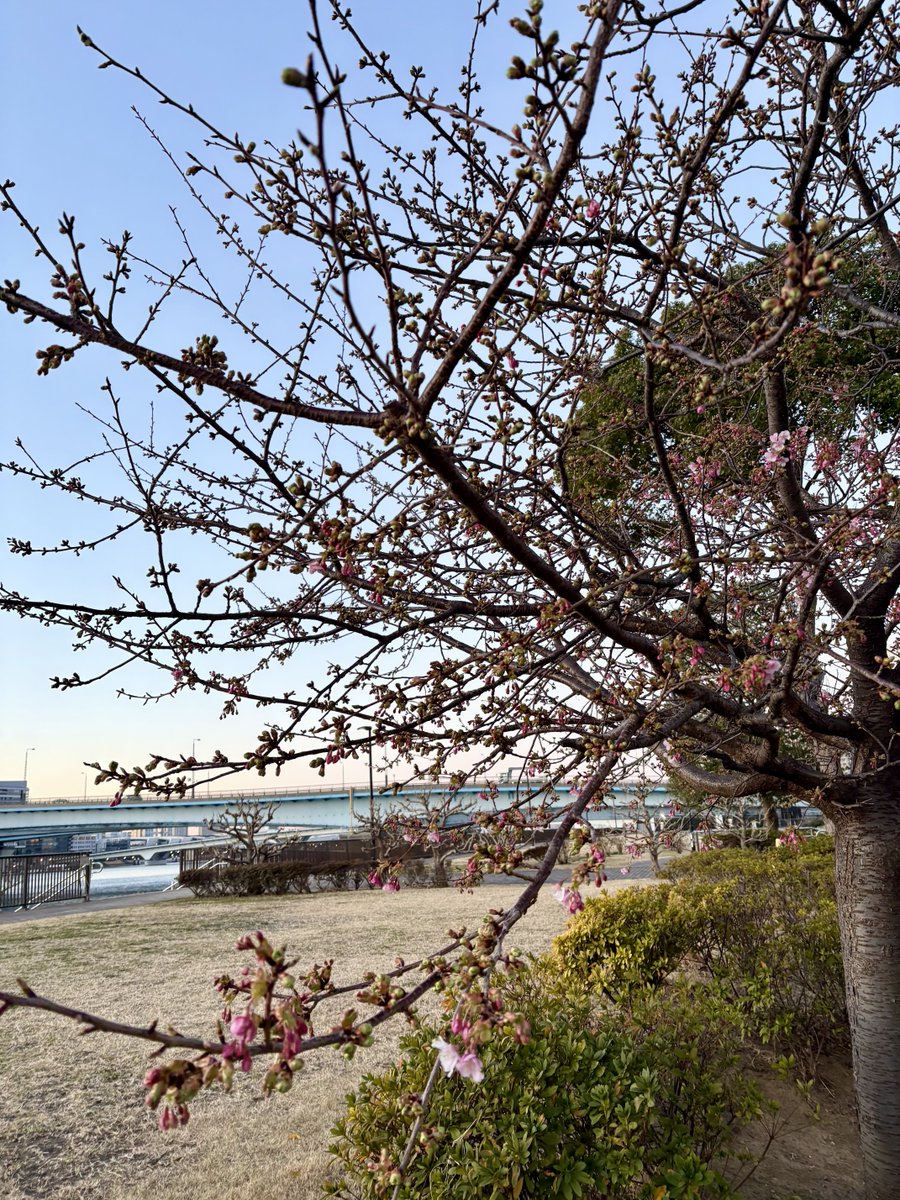 RinkoSaito's tweet photo. おはようございます🌞
２月３日。
今日は節分ですね。👹
私も『りんともシスターズ』として冨岡八幡宮の「節分祭豆撒き式」に参列しますのでお時間に余裕がありましたら福をもらいに来てくださいね。

今朝のお散歩で見かけた桜と水仙です。
少しずつ春の近づきを感じます。。🌸🌸🌸 https://t.co/nbpnvERr0O