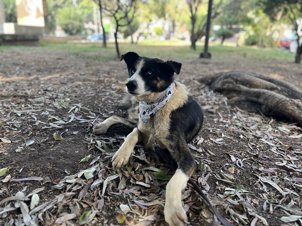 Nuestro precioso Blue aún no consigue una familia.🥺

Pero febrero tiene que ser su mes,ayúdanos a compartirlo mucho por favor.

Blue tiene 2 años,talla grande,protocolo completo.
Estamos en CDMX.