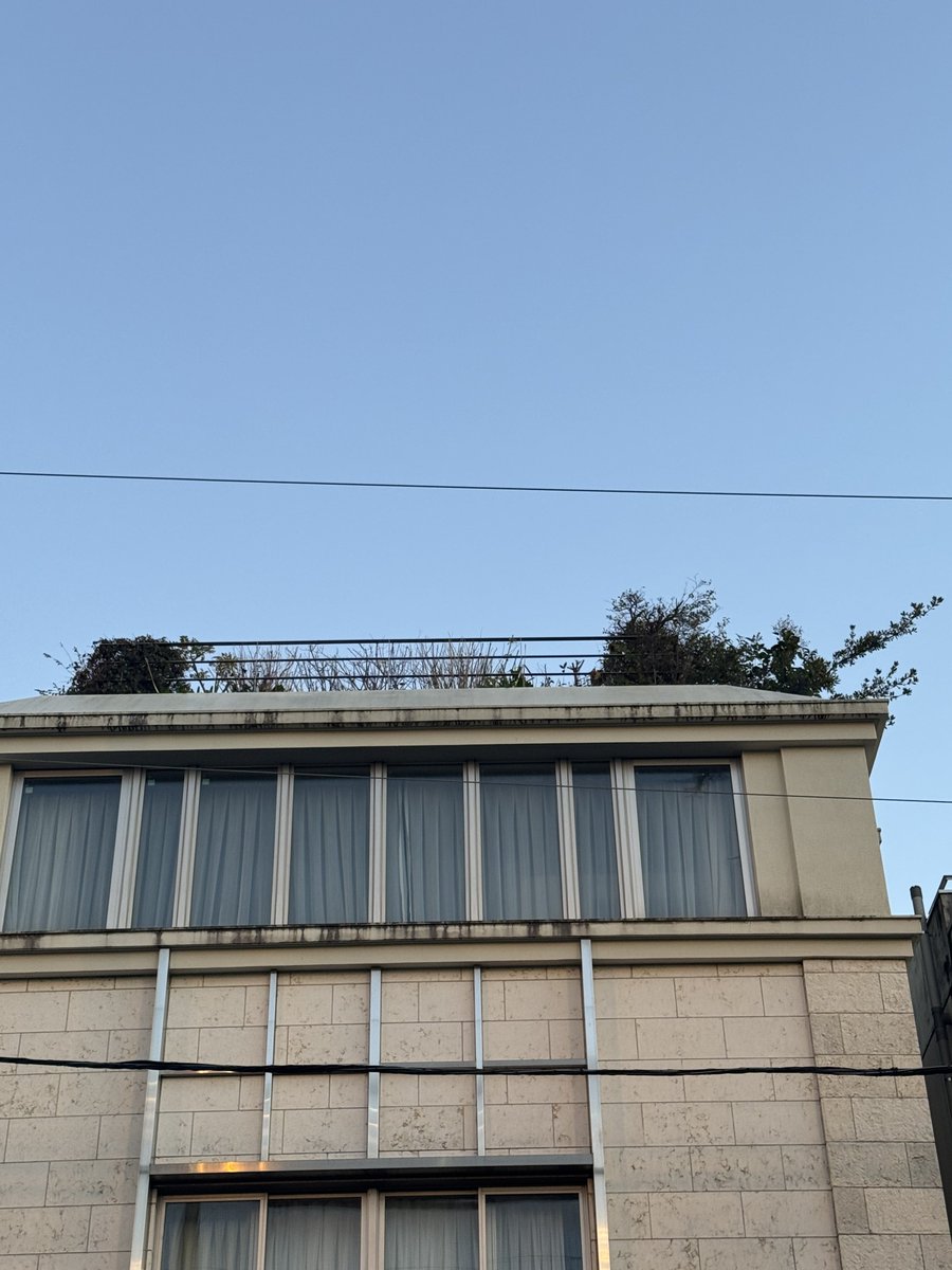 挑発的にも見えるし、寝癖ついてるタイプののびのびしてるようにも見える。

#ビル毛
#rooftop_hair