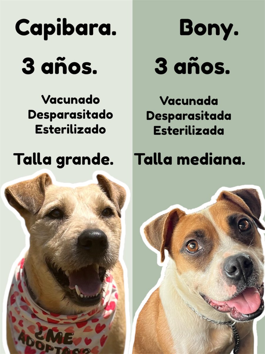 Tú puedes cambiar su vida…❤️

Adopta un perrito rescatado.
Estamos en CDMX.