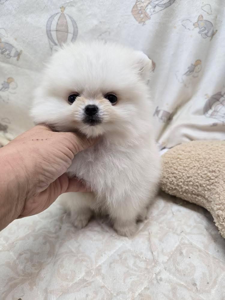 KaoKao (@RmfKrjAyJLp5gXN) / Posts / X