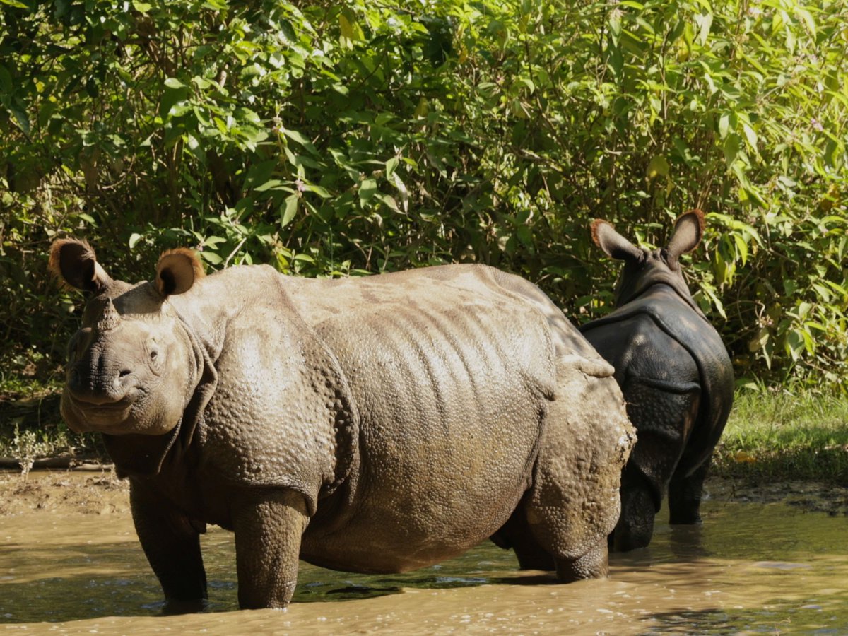 Shakeb Nabi tweet media