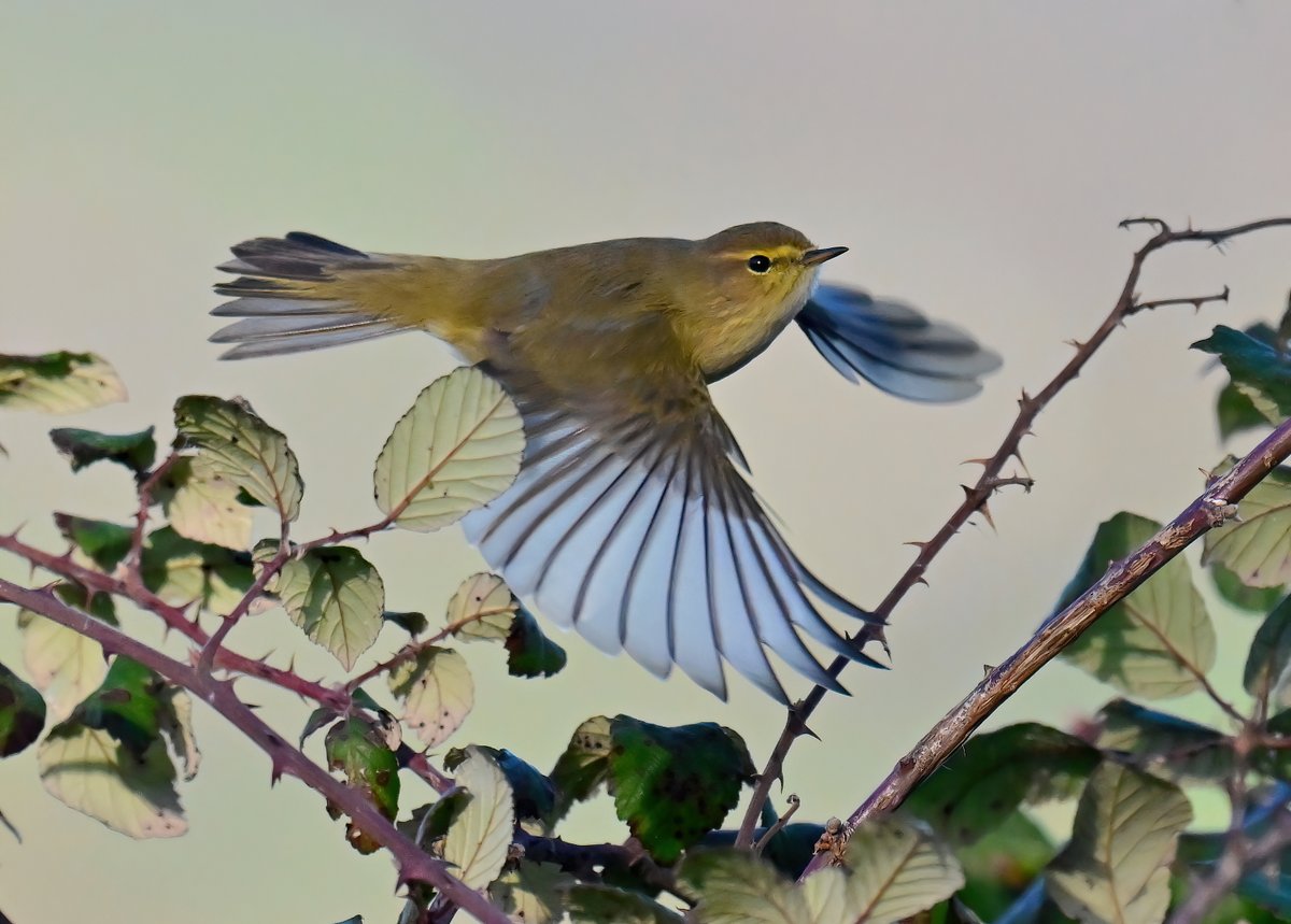 Carl Bovis tweet media