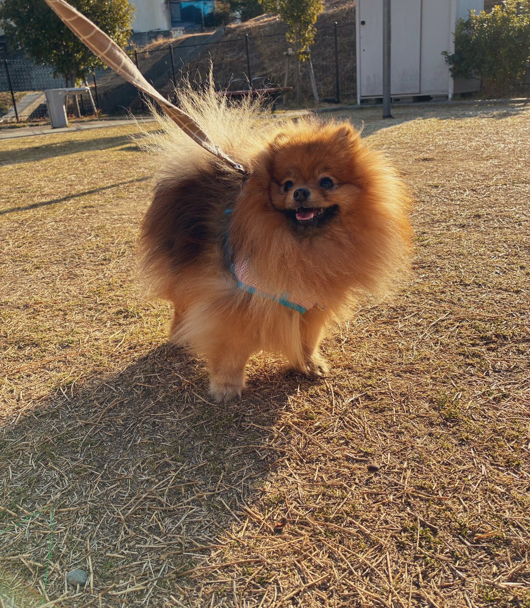 🦊ポメコーギーうめちゃん茶白 🐻‍❄️白ポメラニアンこうめちゃん