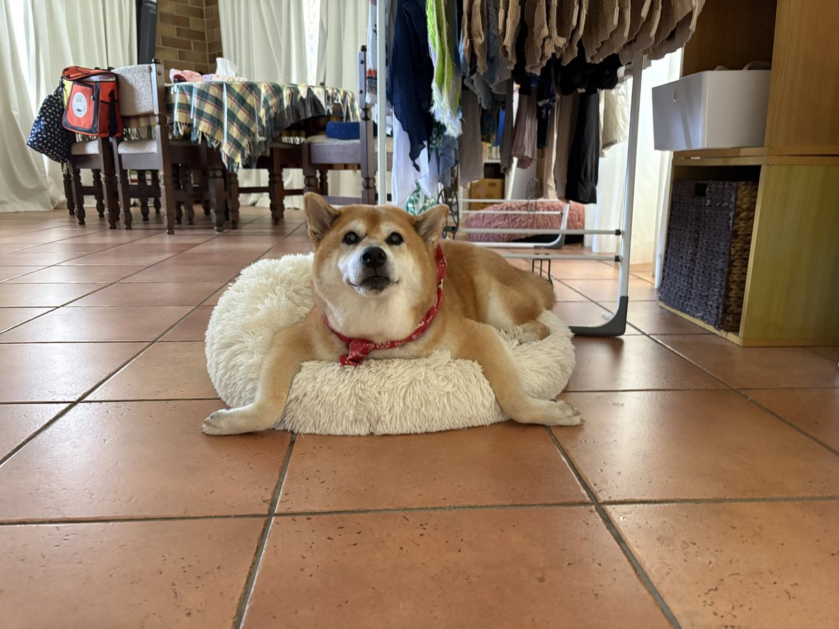 toragomaume's tweet image. おジジがインベーダーになってる😂