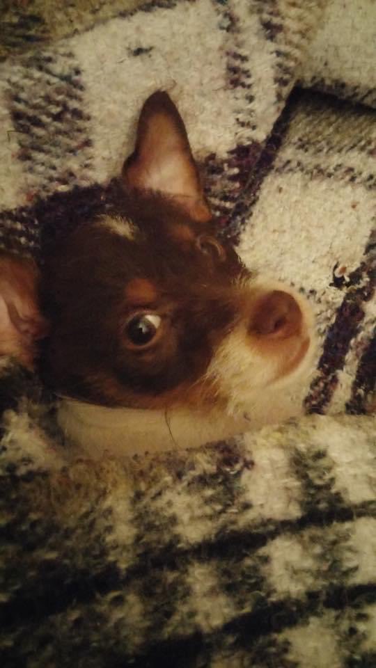 Dennis Nelson tweet media