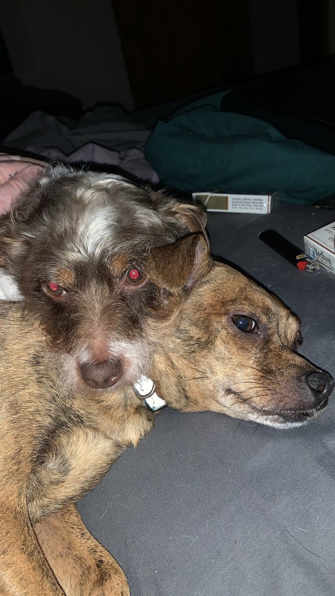 Dennis Nelson tweet media