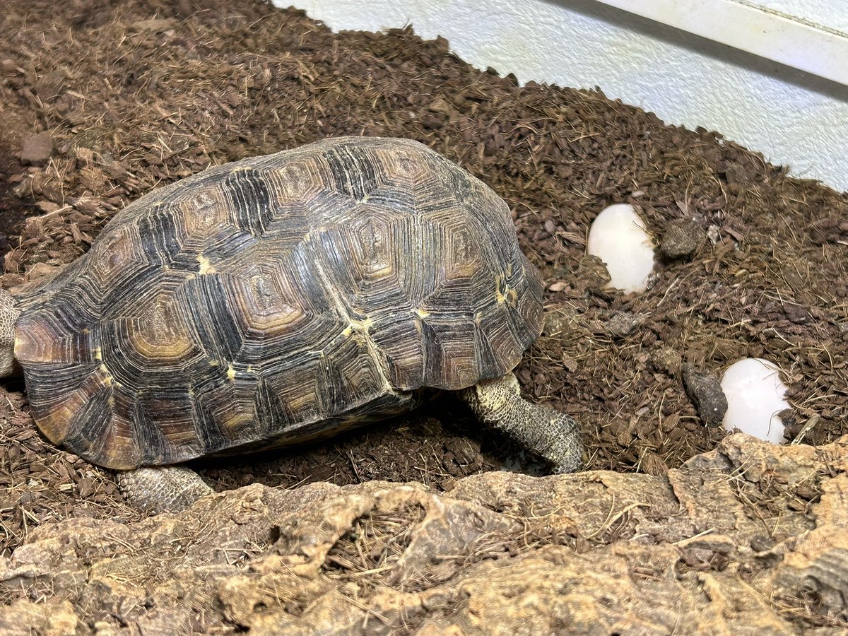 亀太郎 mitsuya (@328kota) / Posts / X