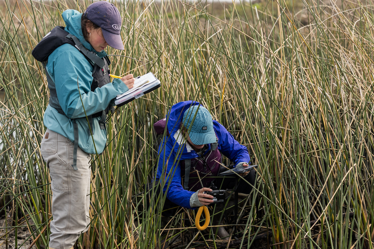 CA_DWR's tweet image. In celebration of World Wetlands Day, we wanted to share some photos from a few of our recent restoration projects that benefit the State Water Project which provides water to 27 million Californians as well as agriculture and businesses.

#worldwetlandsday #water #restoration