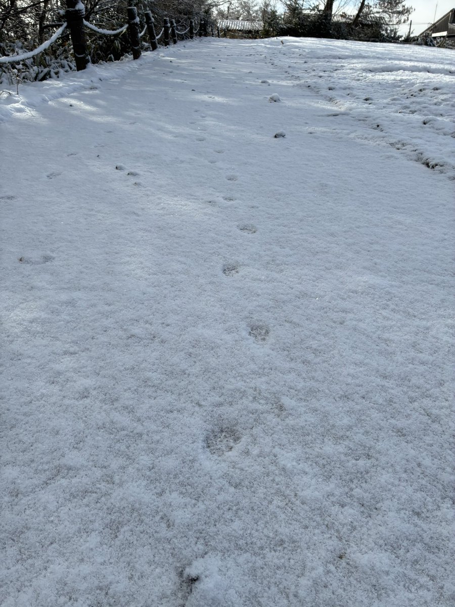 serakogen's tweet photo. 節分
季節を分ける日🌸ですが世羅高原農場はうっすら雪に覆われています⛄️

雪の上を靴も履かず見廻りご苦労様です🐈🐥 https://t.co/WFXYM1lLFk
