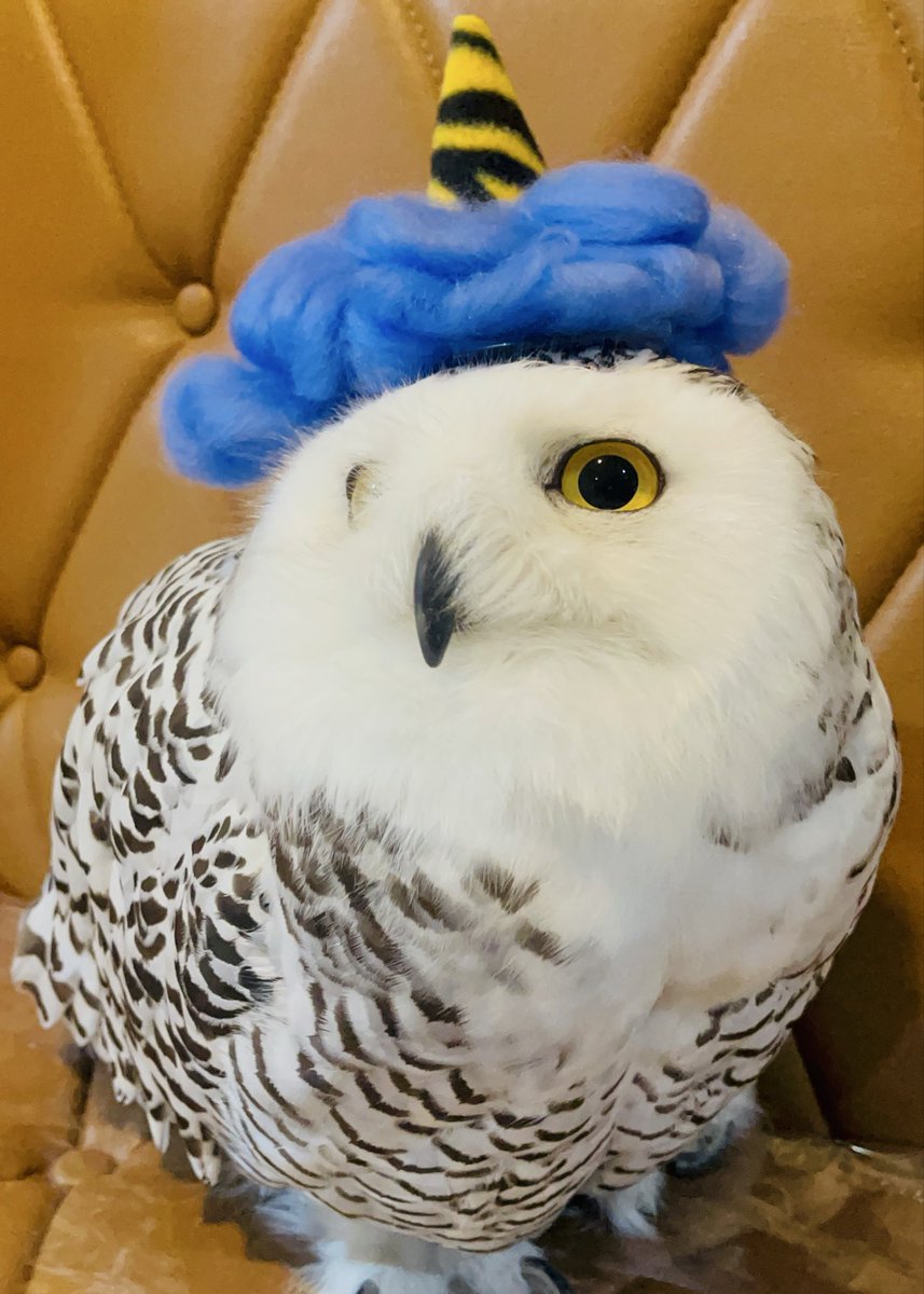 節分シロフクロウ