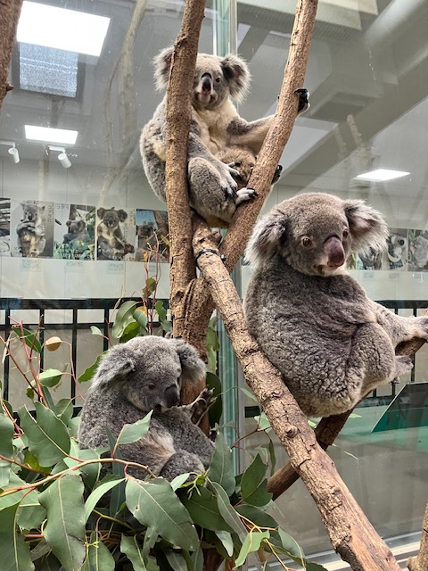 コアラ の気持ちを理解するのは難しいと感じますが、なぜか集団で同じ