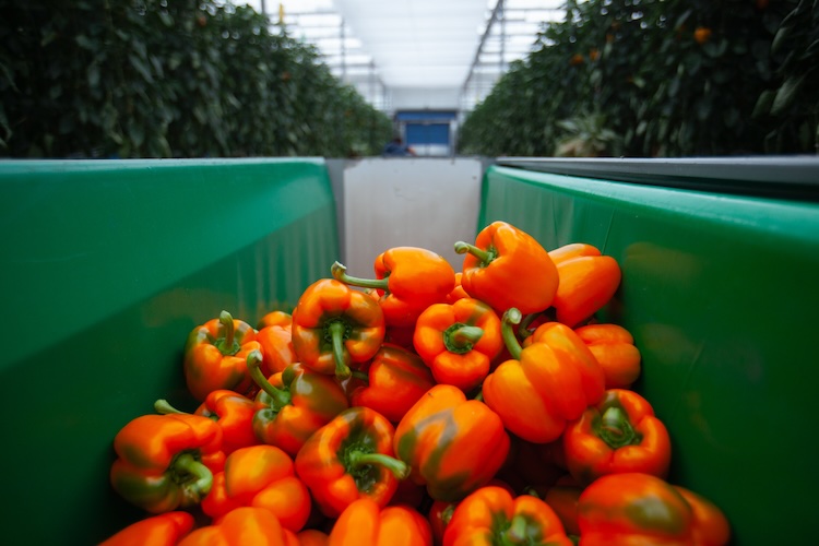 The Grower tweet media