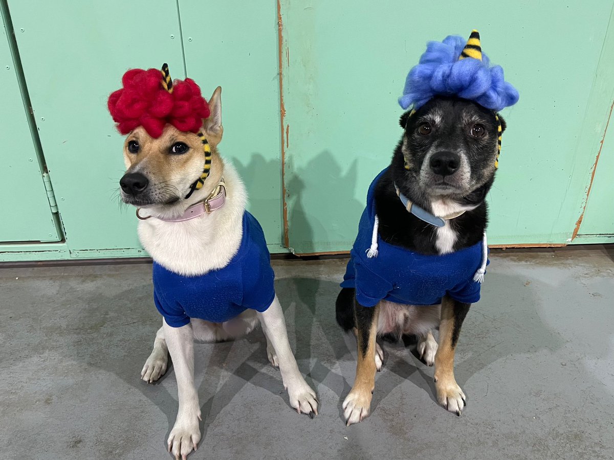 ZASH91999804's tweet image. 🐕💙💜「せつぶんって…ナニコレ？」

#ZASH
#元保護犬
