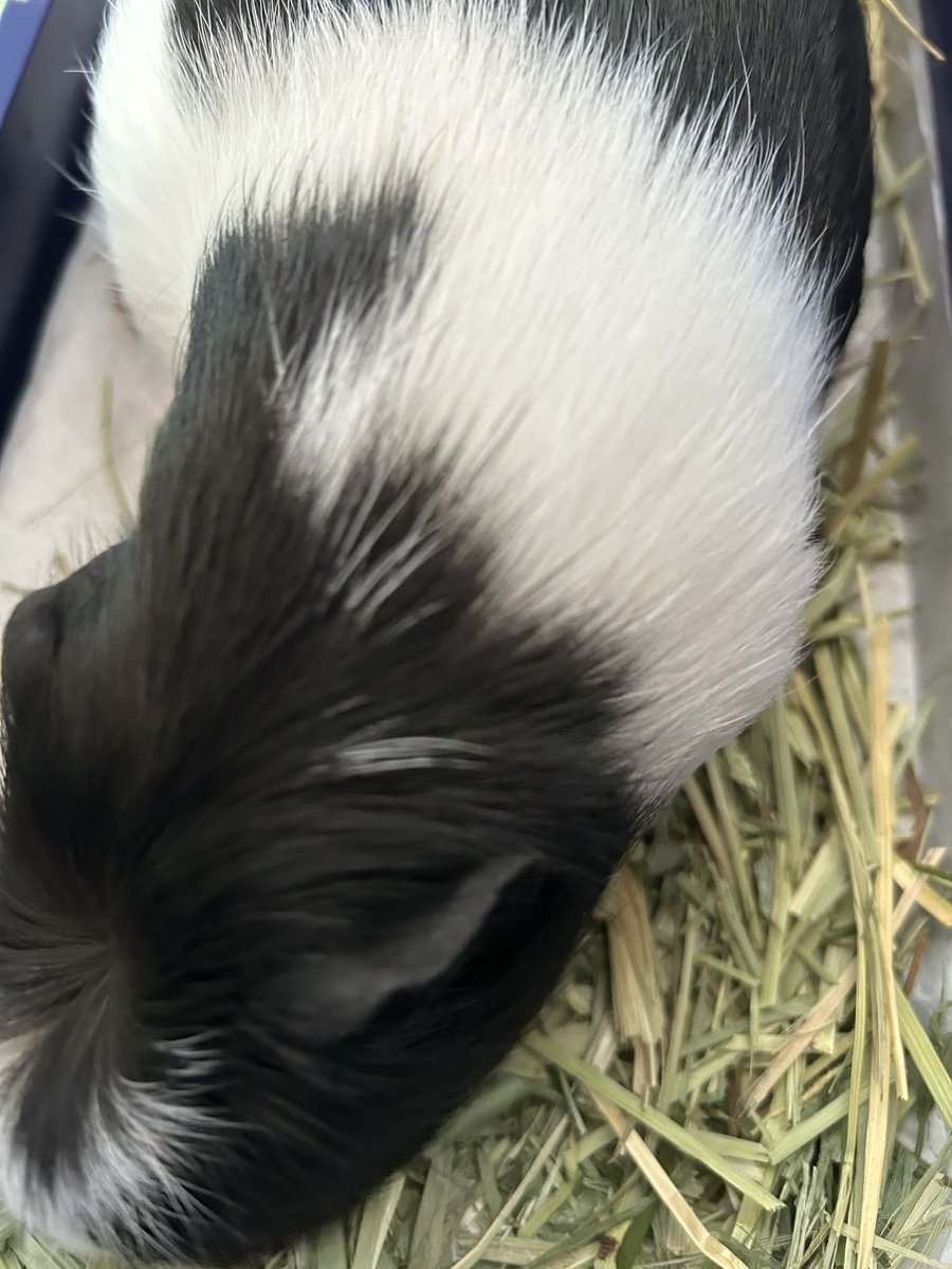 morupanda's tweet image. 福は〜🏠
砂は〜外🫘

モルモットのみなしゃん
お腹のお砂をいっぱい放出するデツよ

お水たくさん飲もうね🐹

#結石　#尿管結石　#カルシウム控えめ　#健康　#モルモット