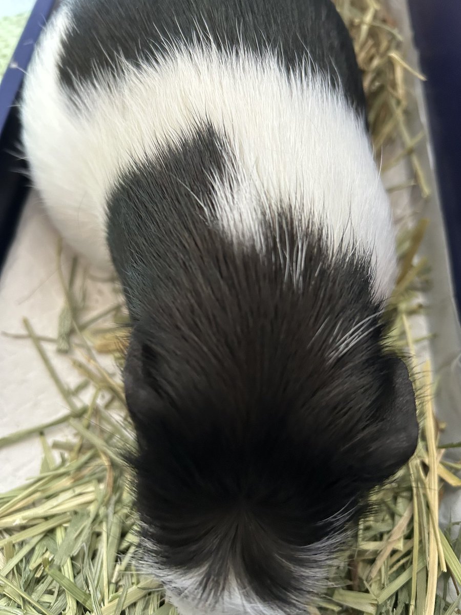 morupanda's tweet image. 福は〜🏠
砂は〜外🫘

モルモットのみなしゃん
お腹のお砂をいっぱい放出するデツよ

お水たくさん飲もうね🐹

#結石　#尿管結石　#カルシウム控えめ　#健康　#モルモット