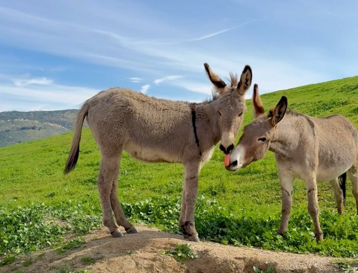 Vespera90e's tweet photo. Weekend hiking in Los Angeles to see wild donkeys along the Riverside https://t.co/C6jC8Sz7Gg