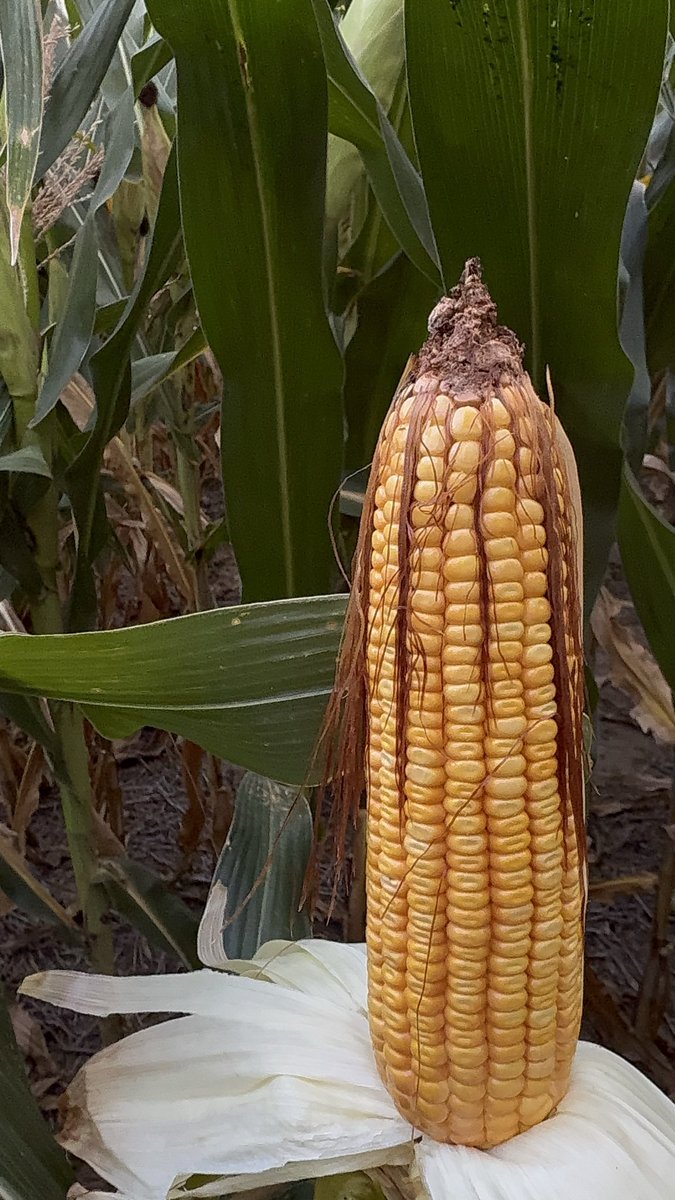 Juan C. Sampaoli tweet media