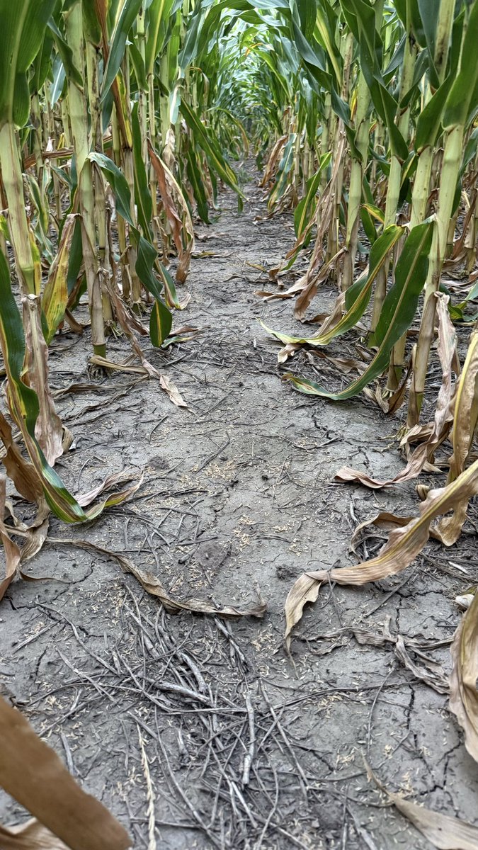 Juan C. Sampaoli tweet media