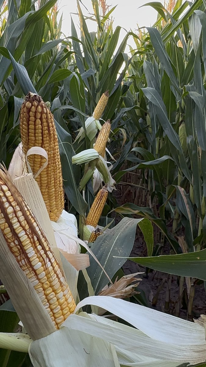 Juan C. Sampaoli tweet media