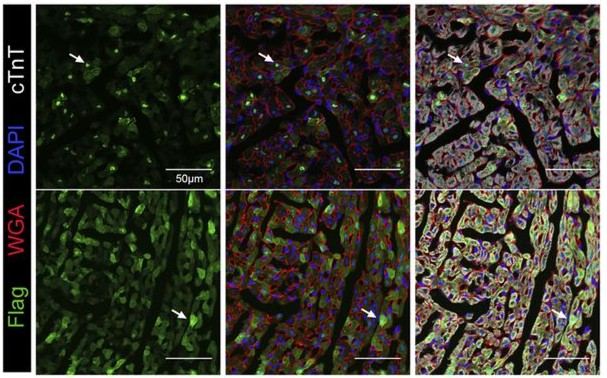 Muscle Cell News tweet media