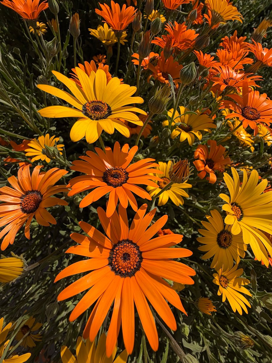 FLEM_FADE's tweet image. Color in the desert is a beautiful thing 🌼🌵