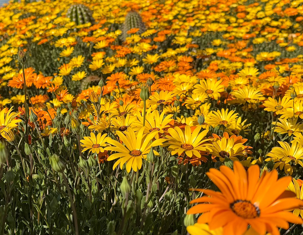 FLEM_FADE's tweet image. Color in the desert is a beautiful thing 🌼🌵