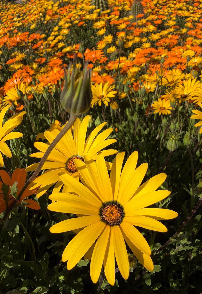 FLEM_FADE's tweet image. Color in the desert is a beautiful thing 🌼🌵