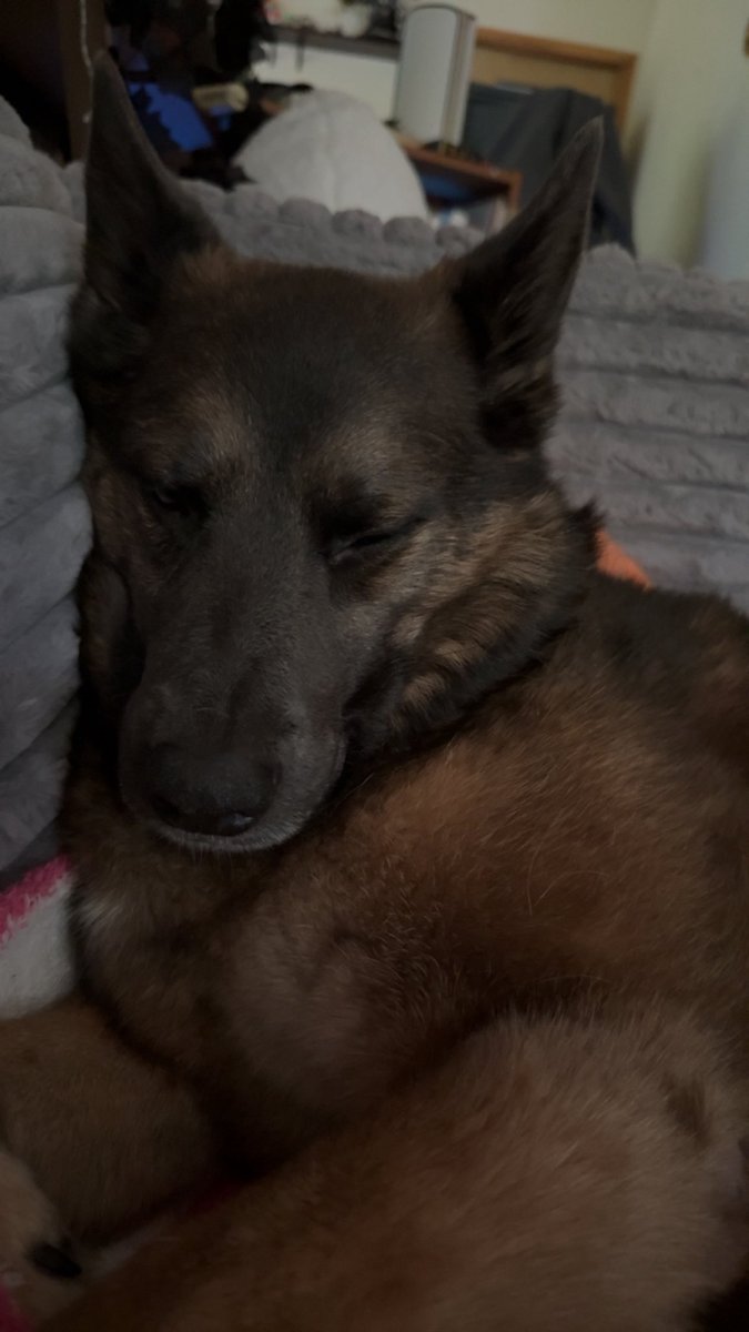 KatDestination's tweet image. He sleep