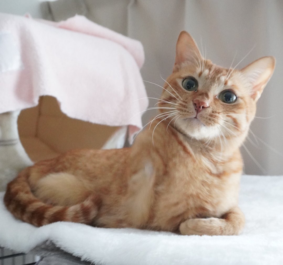 にゃんちゅー (@Nyanchu_1011) / Posts / X