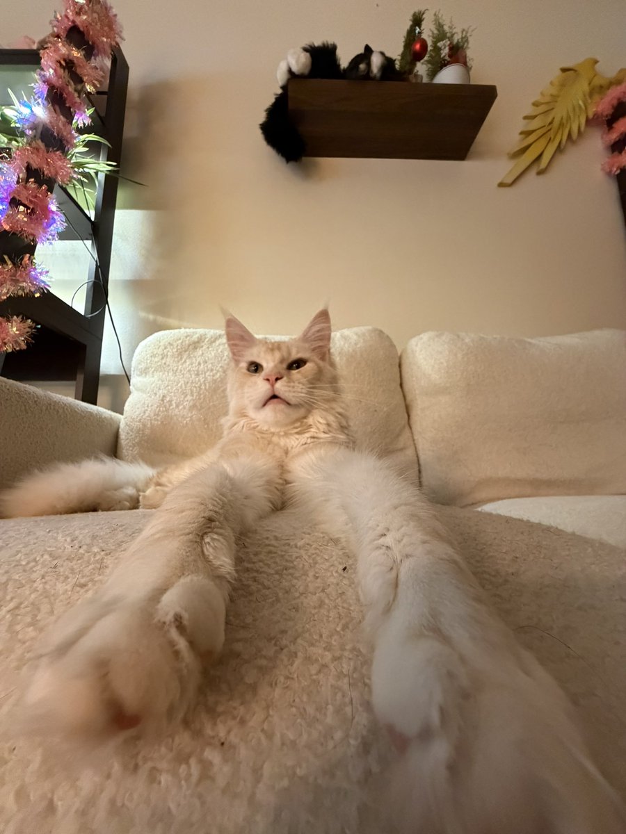 KatDestination's tweet image. .5 photos will always be my favorite way to take pics of pets 🤣