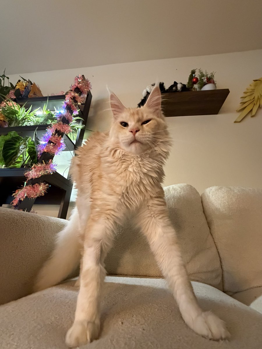 KatDestination's tweet image. .5 photos will always be my favorite way to take pics of pets 🤣