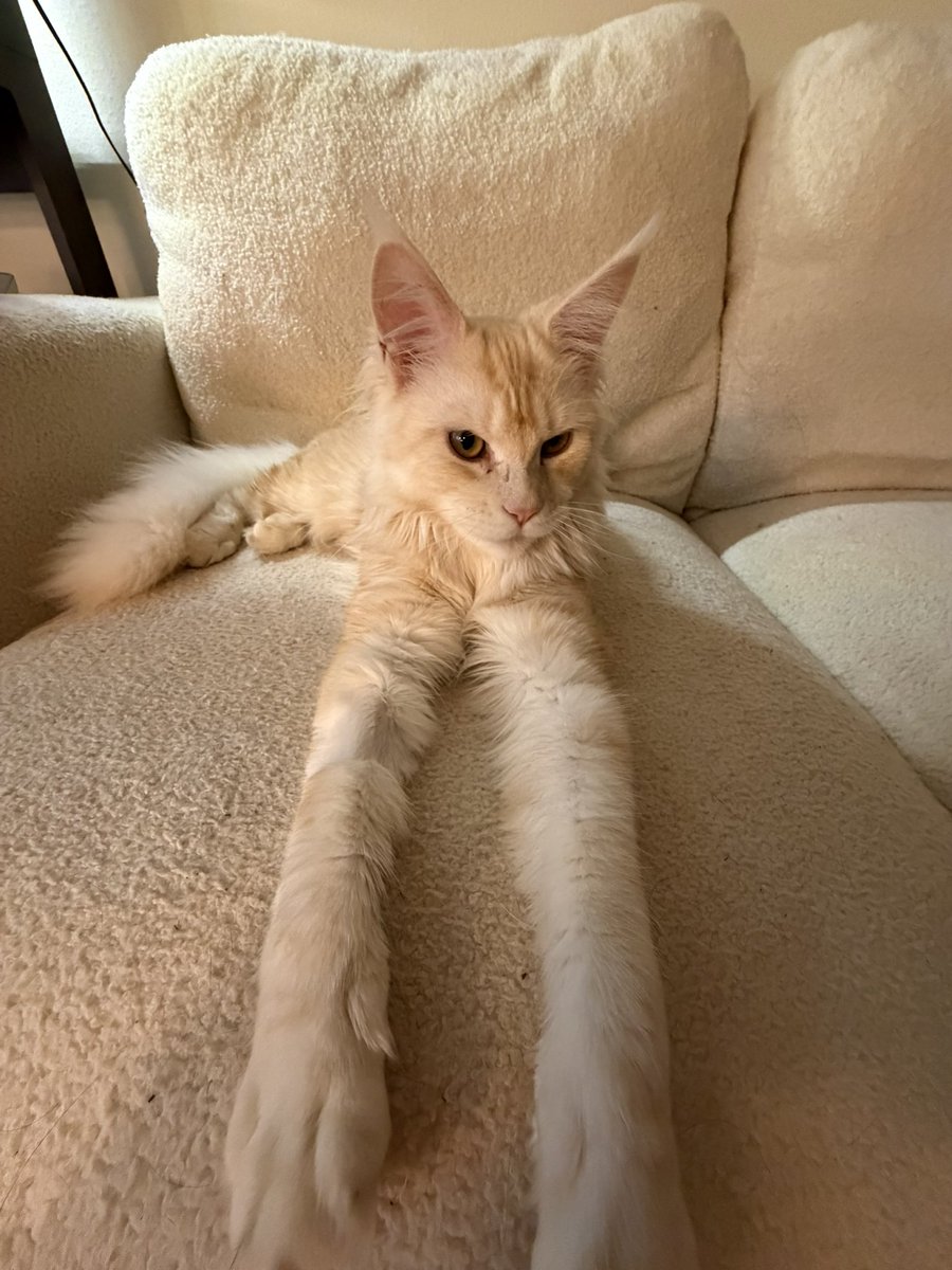 KatDestination's tweet image. .5 photos will always be my favorite way to take pics of pets 🤣