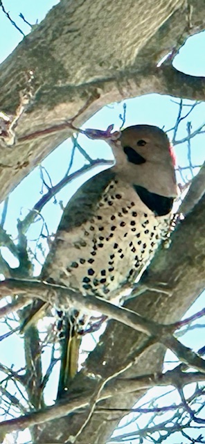 Northern Flicker in my backyard (rare)