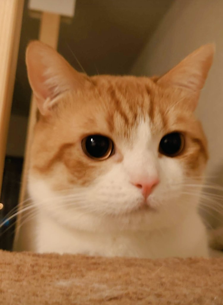 おちゃまる (@ochamarusan0126) / Posts / X